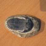 71 9089 FOSSIL